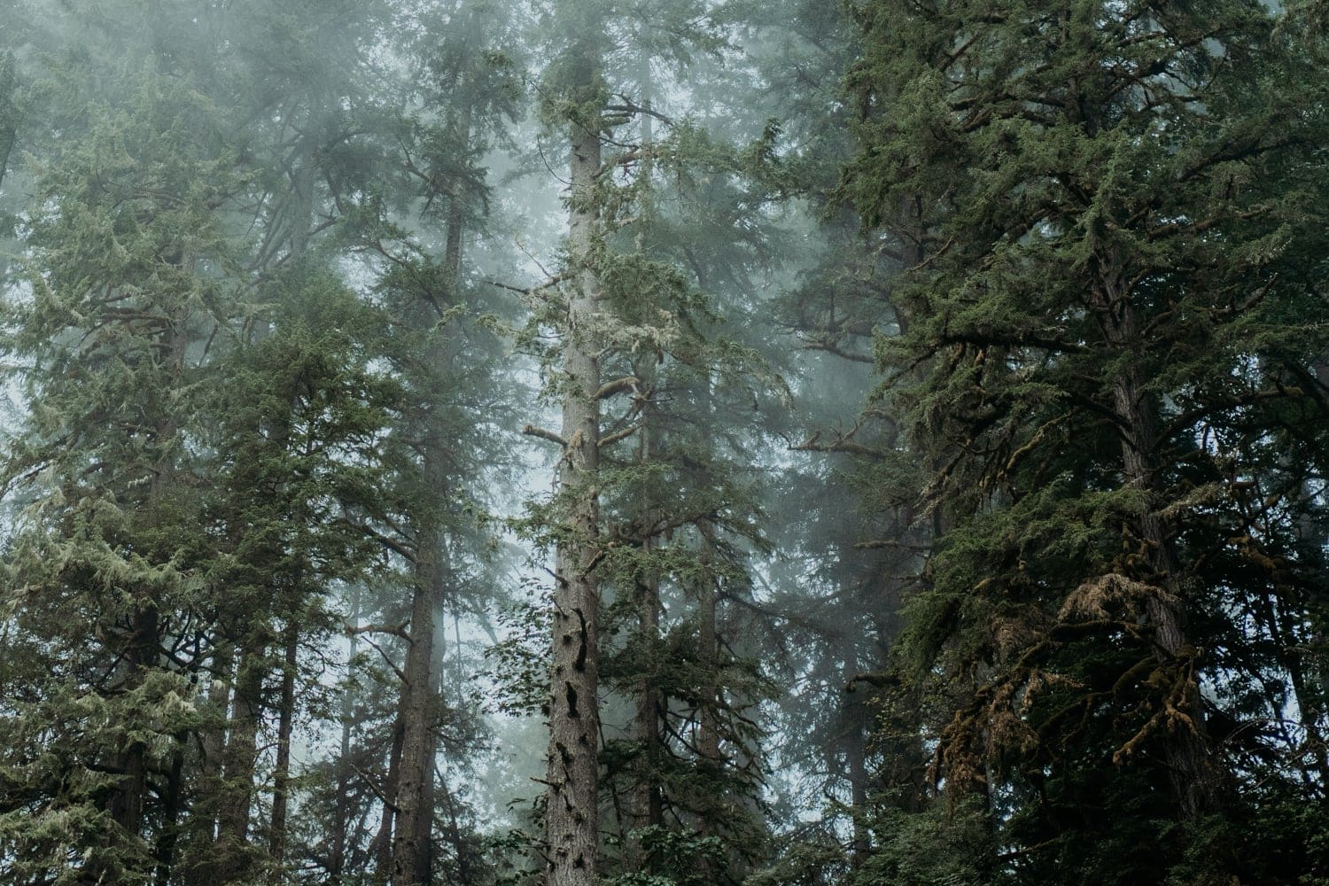 a forest filled with tall trees covered in fog